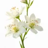 1755020658_6d927e9cf77ea3633f77cfd776e4c87b Conjunto One Pulseiras e Perfume Bloom 50ml